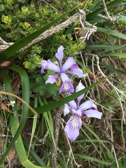 Iris longipetala