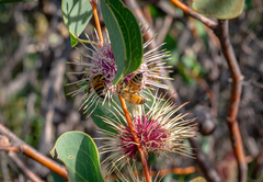 Hakea petiolaris