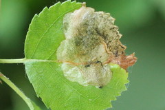 Orchestes calceatus