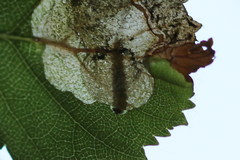 Orchestes calceatus