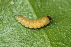 Orchestes calceatus