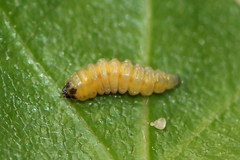 Orchestes calceatus