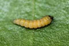 Orchestes calceatus