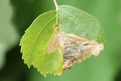 Orchestes calceatus
