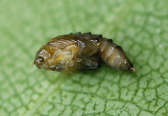 Orchestes calceatus