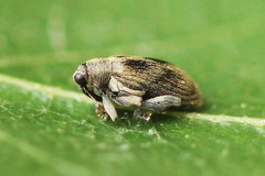 Orchestes calceatus
