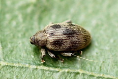 Orchestes calceatus