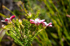 Adenandra brachyphylla