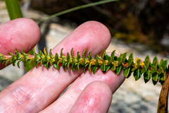 Adenandra brachyphylla