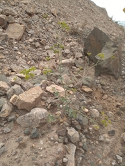 Asteriscium glaucum