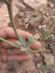 Asteriscium glaucum