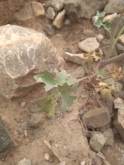 Asteriscium glaucum