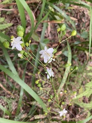 Libertia paniculata