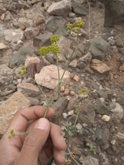 Asteriscium glaucum