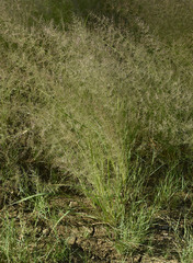 Eragrostis exigua