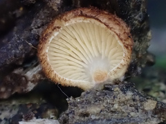 Crepidotus badiofloccosus