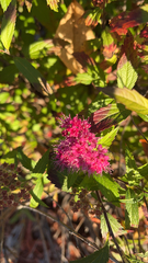 Spiraea japonica