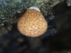 Crepidotus badiofloccosus