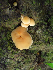 Psathyrella conissans