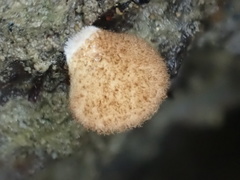 Crepidotus badiofloccosus