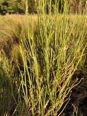 Baccharis spartioides