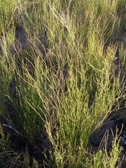 Baccharis spartioides