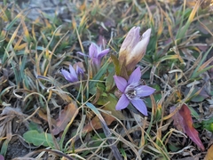 Gentianella aspera