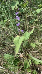 Campanula bononiensis