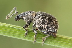 Otiorhynchus chrysostictus