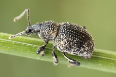 Otiorhynchus chrysostictus