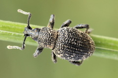 Otiorhynchus chrysostictus