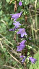 Campanula bononiensis