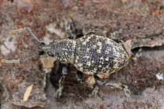 Otiorhynchus chrysostictus