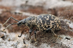 Otiorhynchus chrysostictus