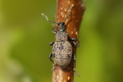 Otiorhynchus chrysostictus