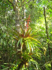 Tillandsia guatemalensis