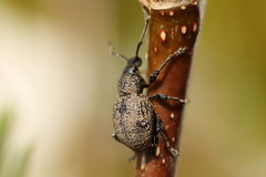 Otiorhynchus chrysostictus