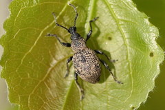 Otiorhynchus chrysostictus