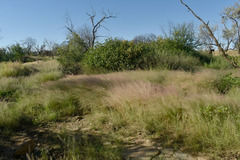 Eragrostis exigua