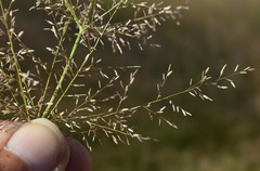 Eragrostis exigua