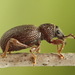 Strawberry Root Weevil - Photo (c) Andrey Ponomarev, some rights reserved (CC BY-NC), uploaded by Andrey Ponomarev