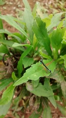 Paramastax annulipes