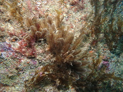Gymnangium montagui