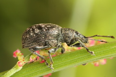 Otiorhynchus tristis