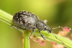 Otiorhynchus tristis