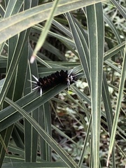 Isanthrene incendiaria