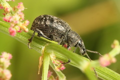 Otiorhynchus tristis