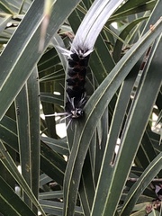 Isanthrene incendiaria