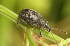 Otiorhynchus tristis