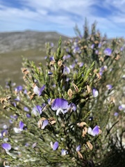 Psoralea congesta